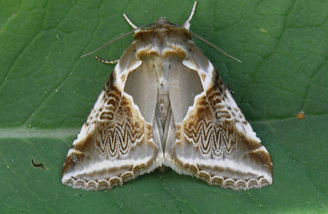 Achat-Eulenspinner (Habrosyne pyritoides ) - © Leo Kuzmits